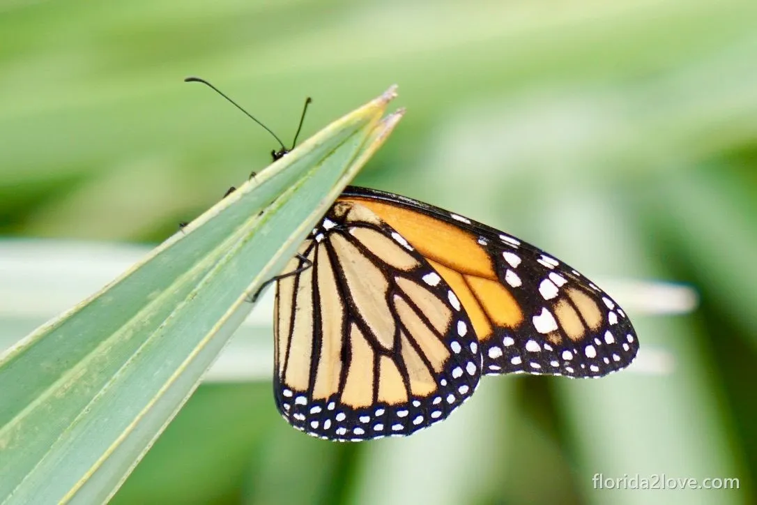 Monarch butterfly