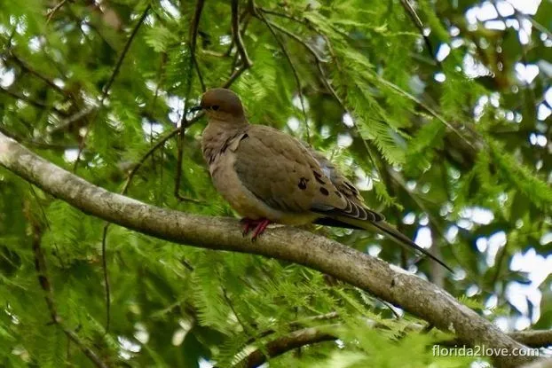 Mourning dove