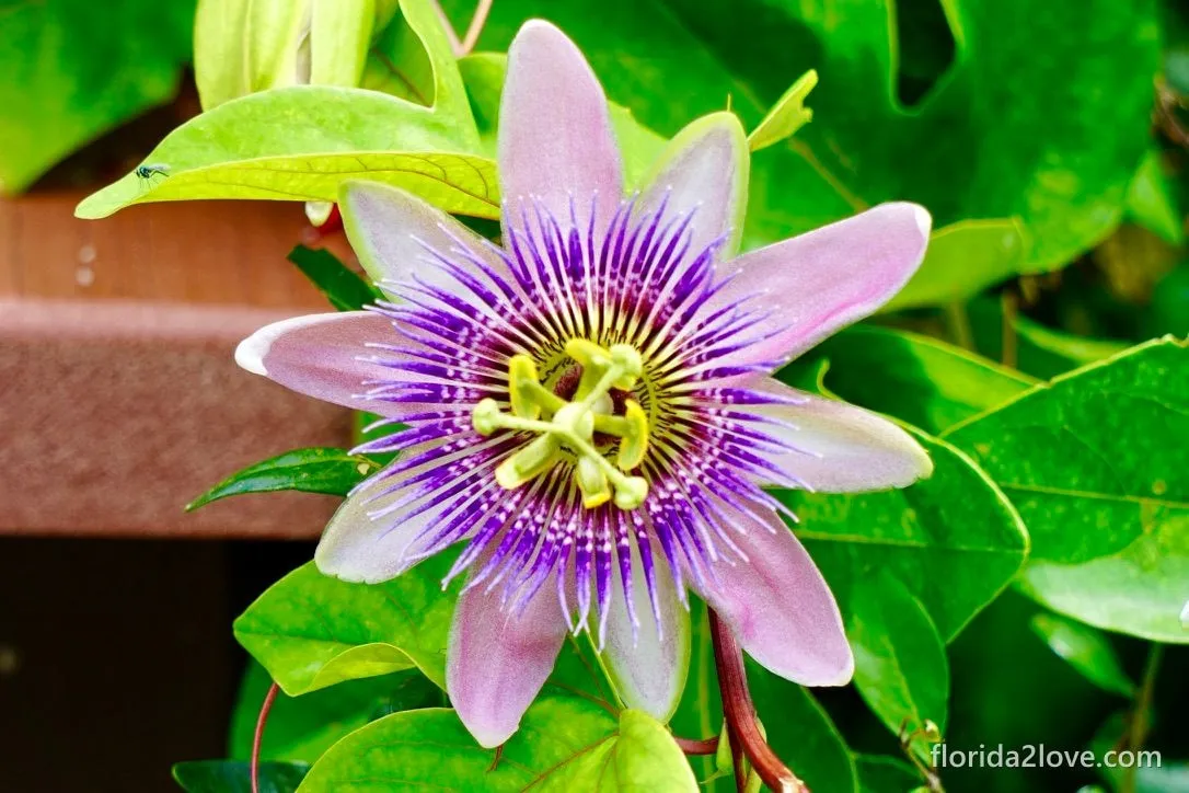 Passion flower