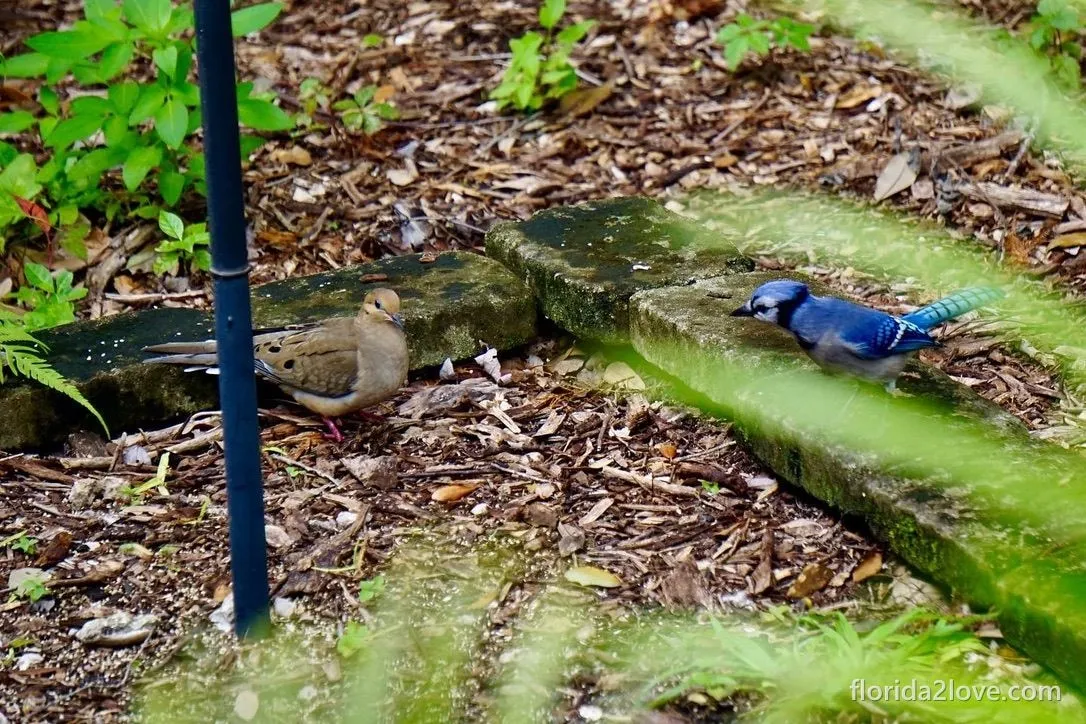 Blue jay and a mourning dove