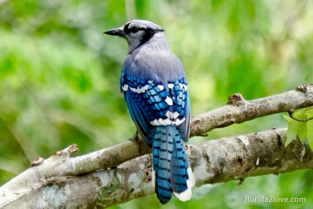 Blue jay