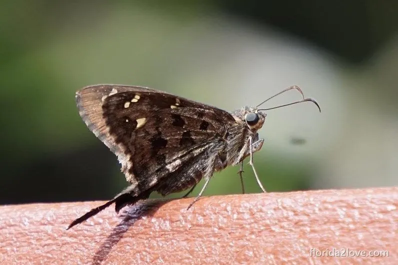 Dorantes longtail (lilac-banded longtail)