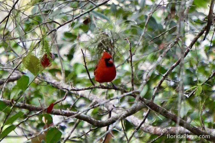 Northern cardinal