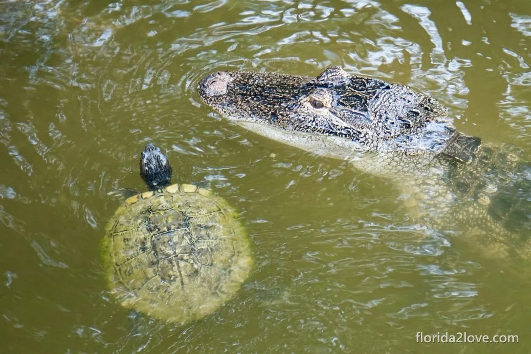 American alligator and a red-eared slider