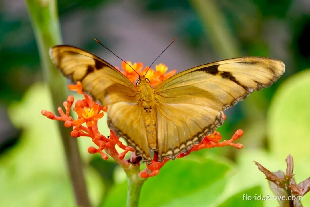 Julia butterfly
