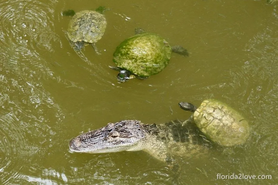 American alligator and red-eared sliders