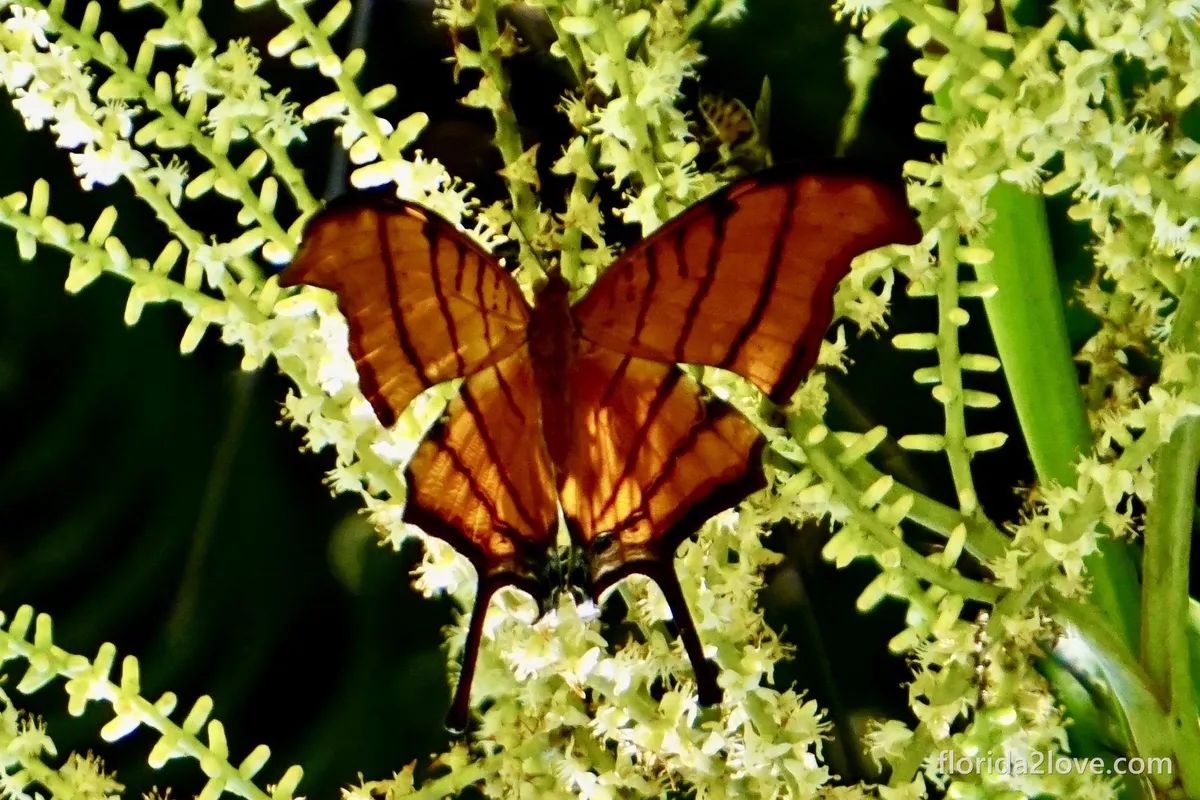 Ruddy Daggerwing