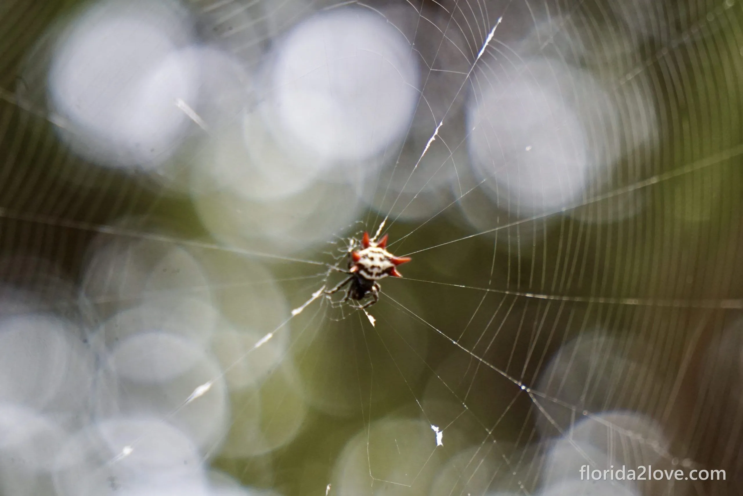 Spiny-backed orb-weaver (spiny spider)