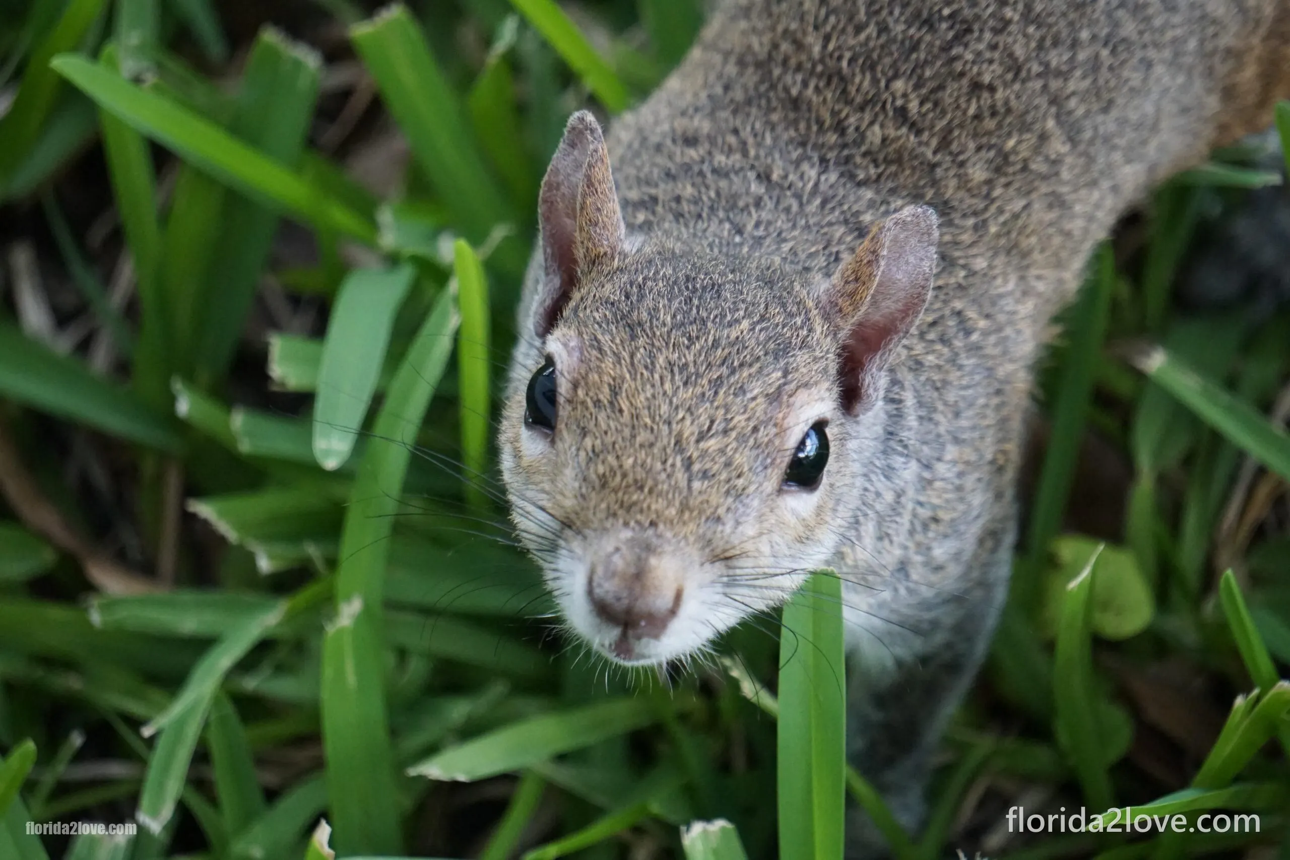 Östliches Grauhörnchen