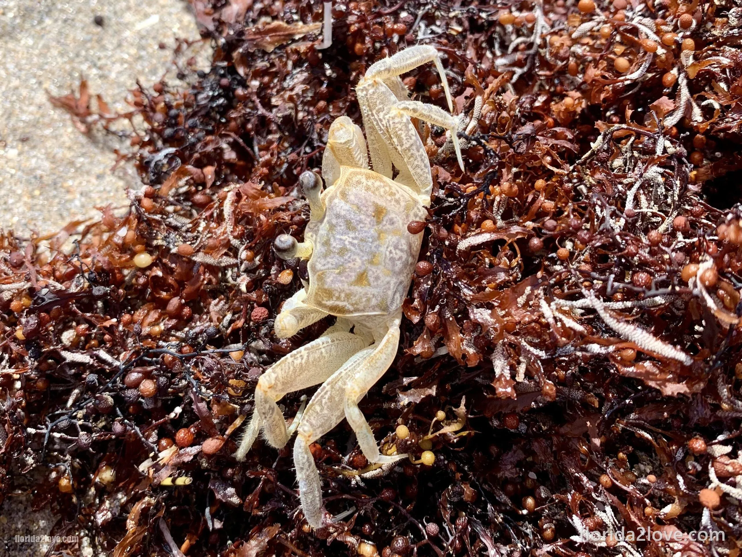 Ocypode quadrata w sargassum