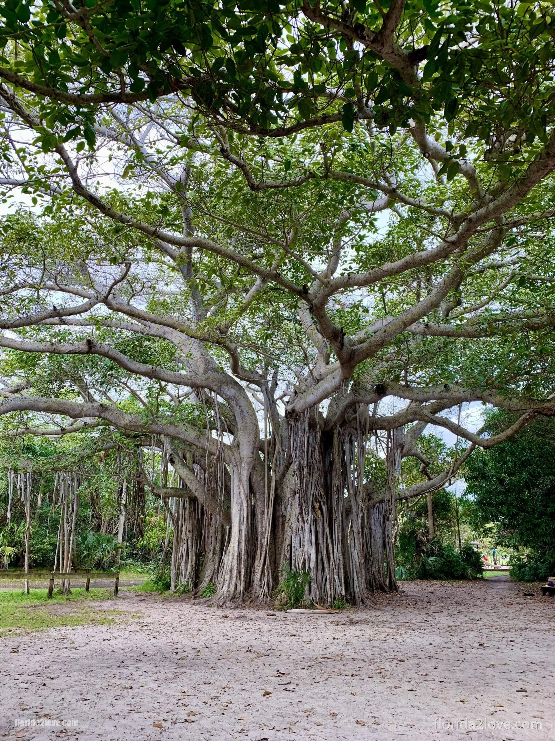 Drzewo Banyan w Parku Stanowym Hugh Taylor Birch