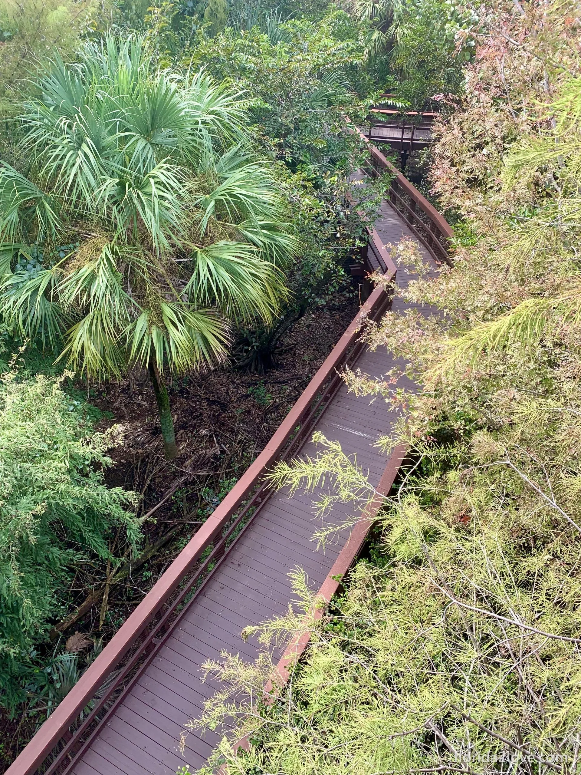 View from the observation tower in Daggerwing Nature Center