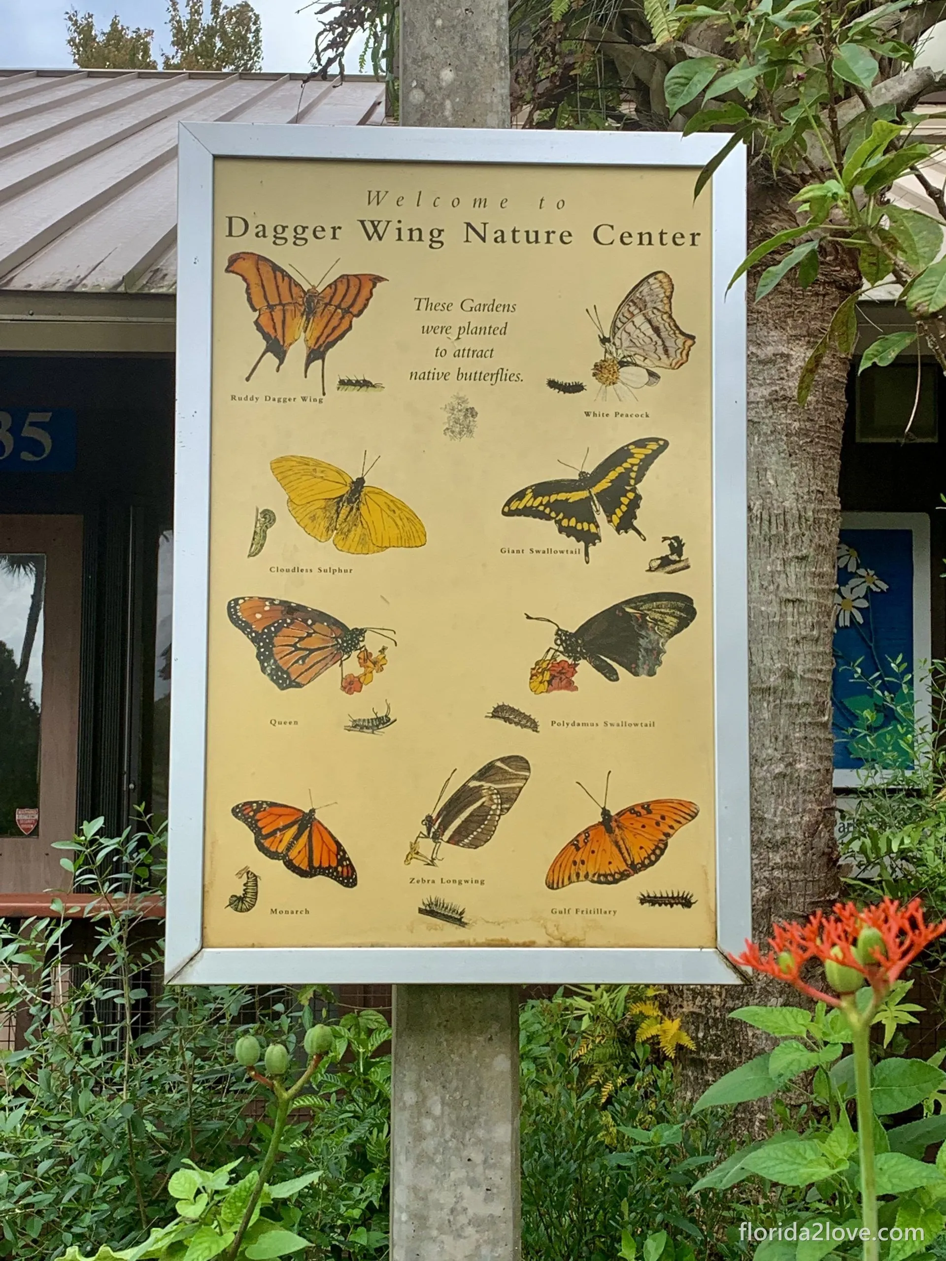 Information board - native butterflies