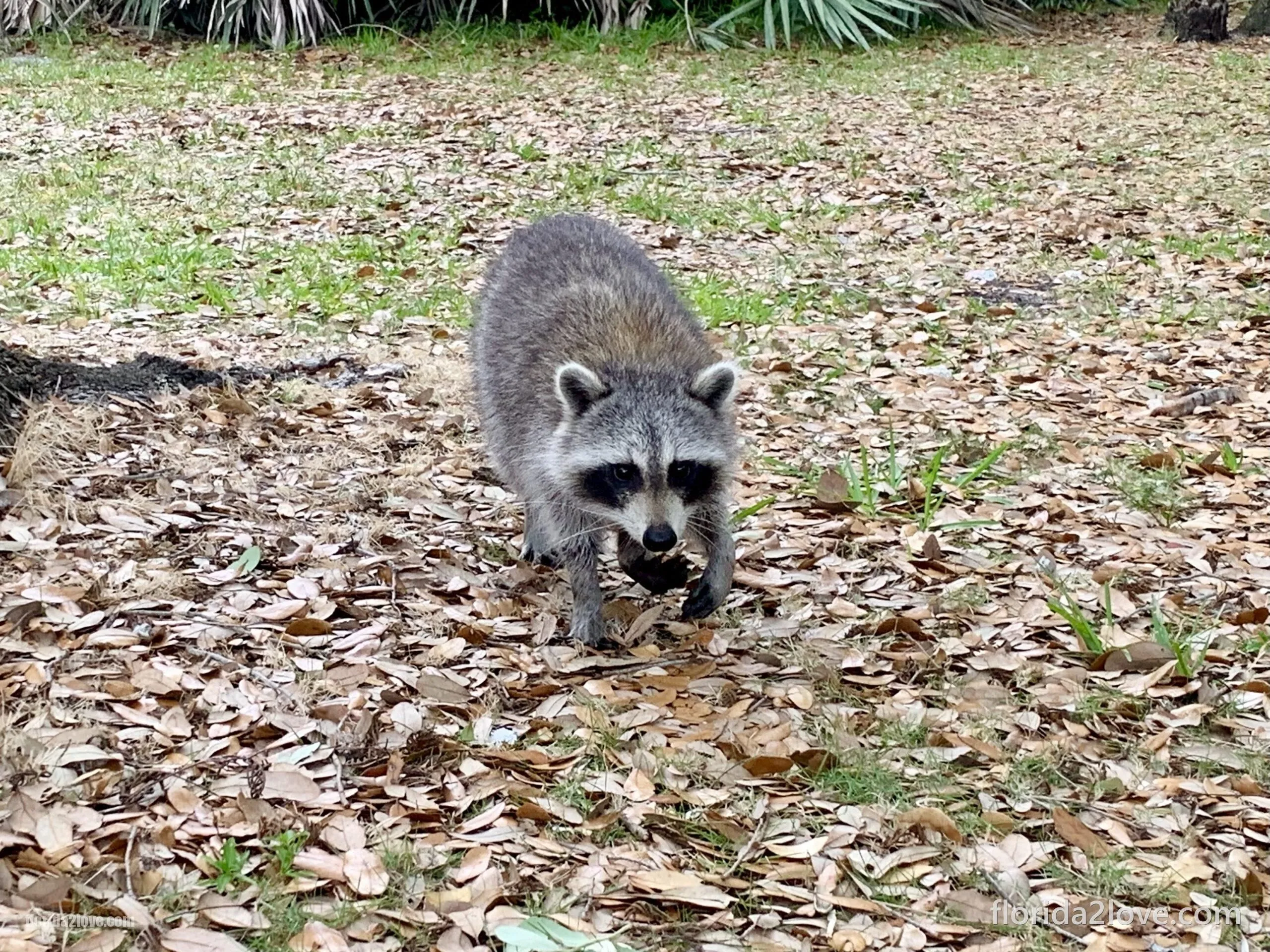 Waschbär