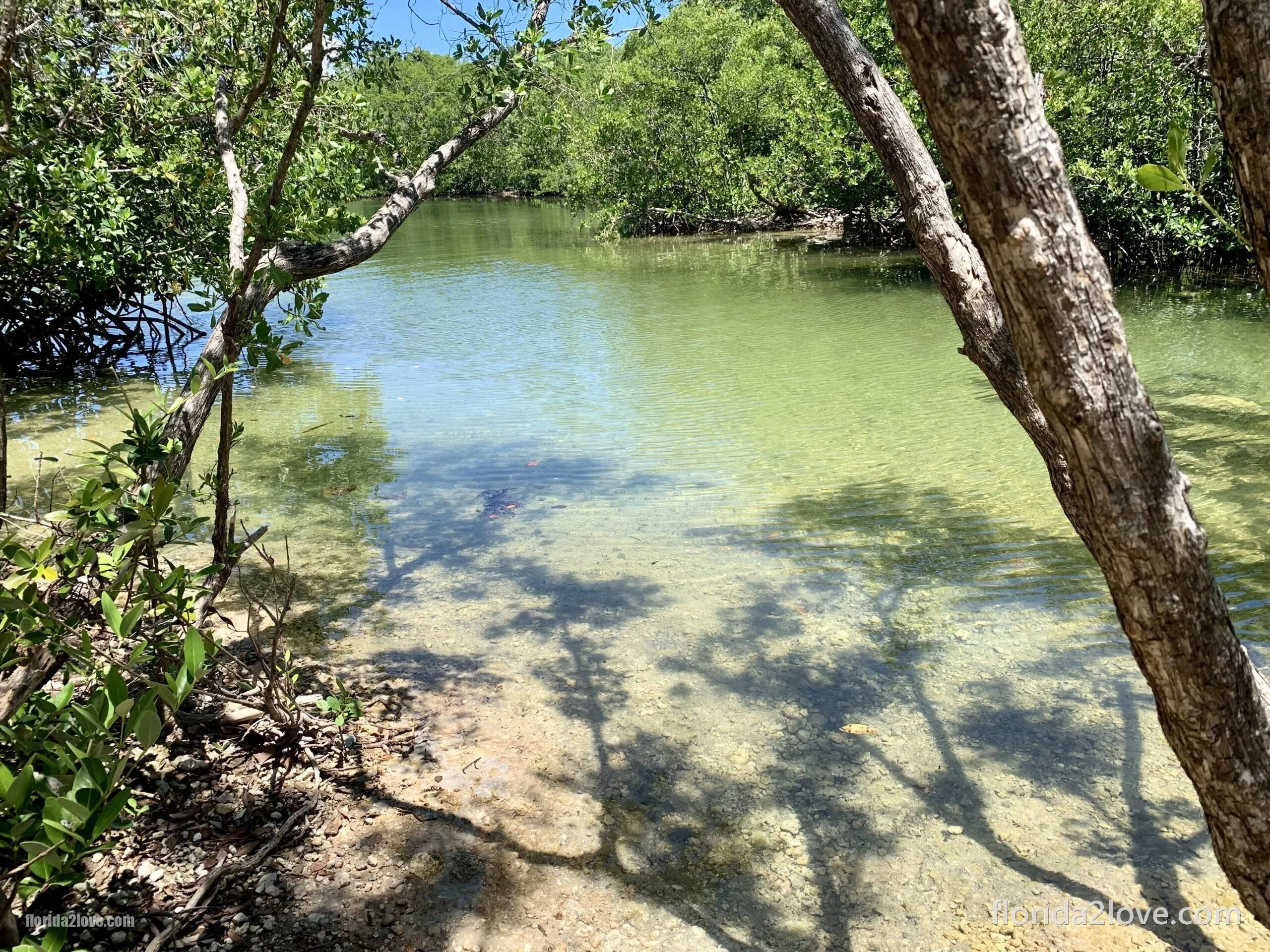 Mangrove - Park Stanowy Oleta River