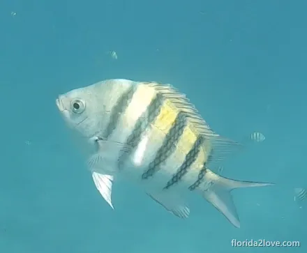 Striped humpback