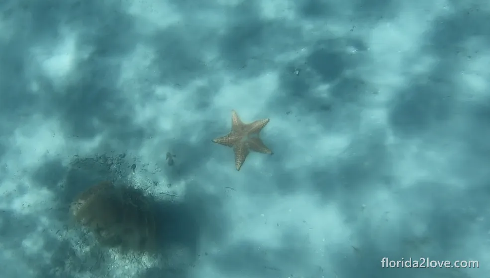 Starfish