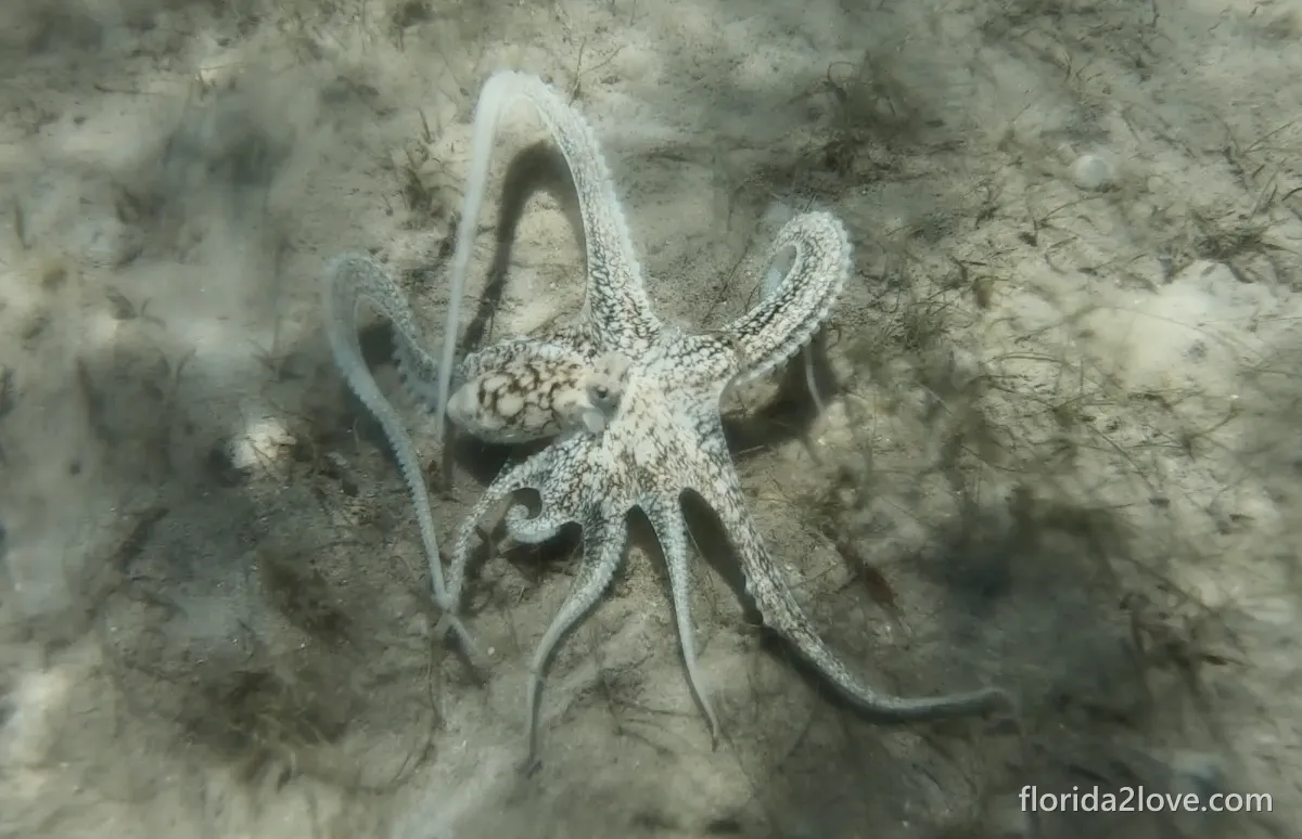 Octopus