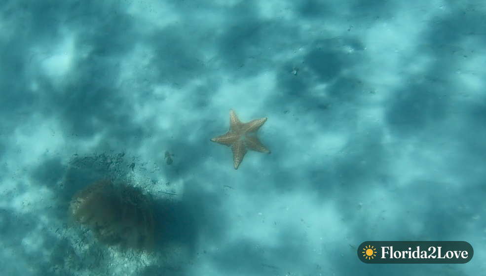 Estrella de mar