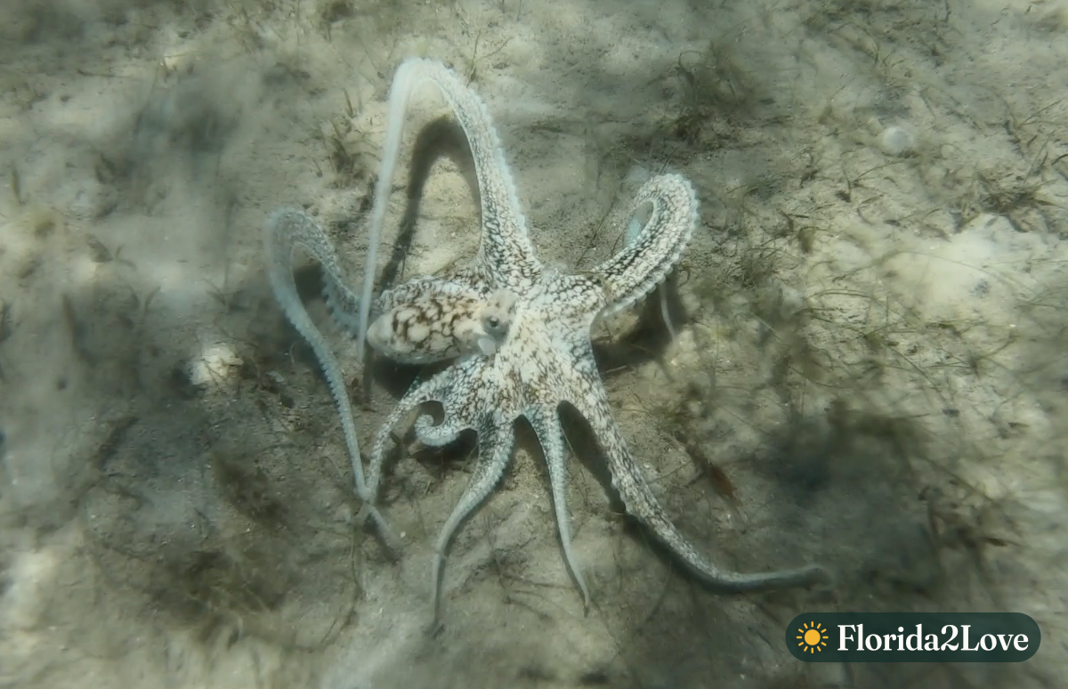 Pulpo