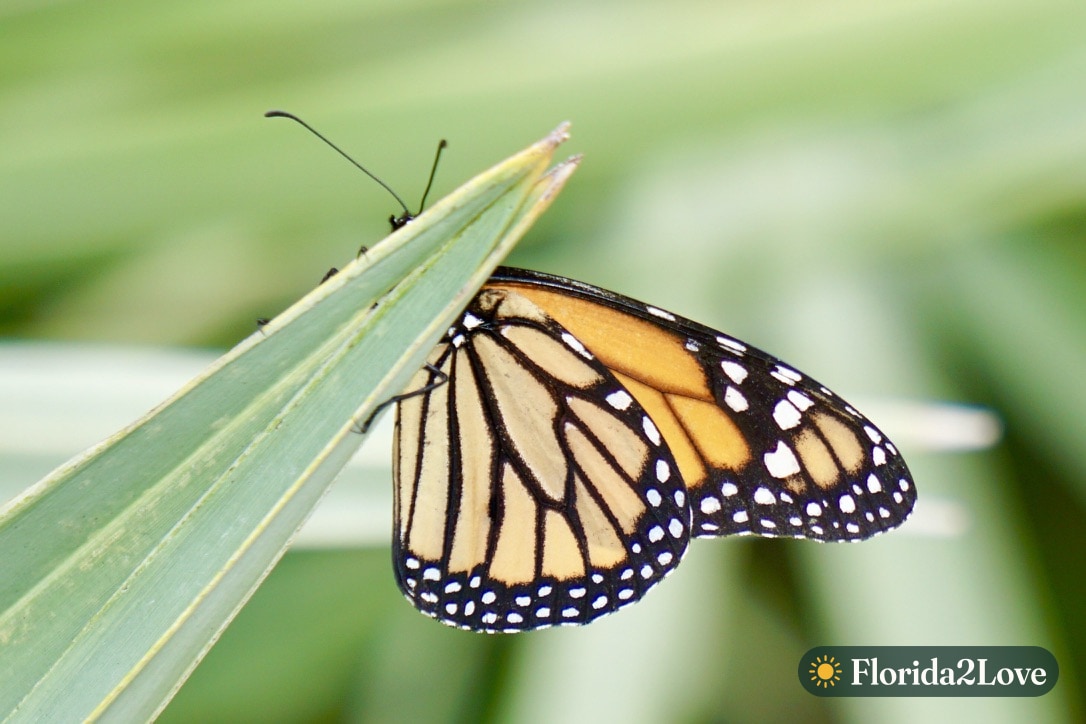 Mariposa monarca