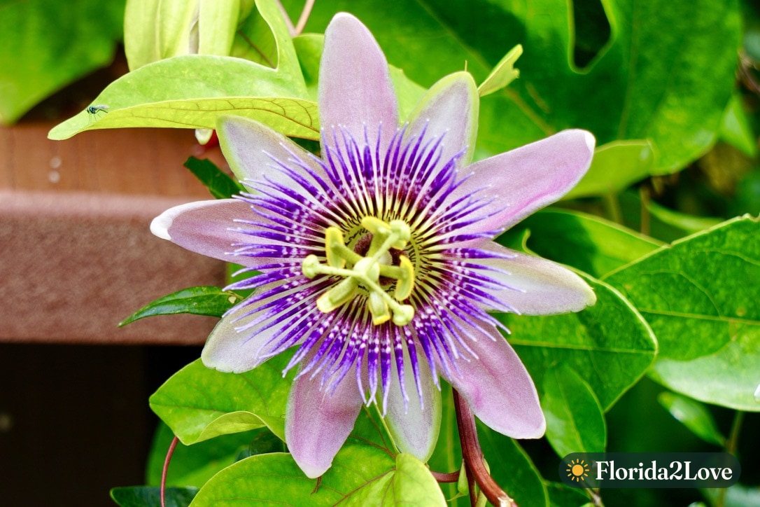 Flor de la pasión