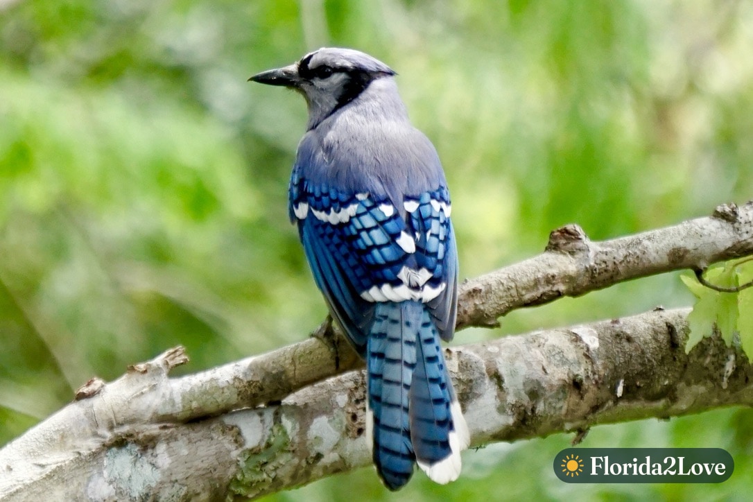 Arrendajo azul