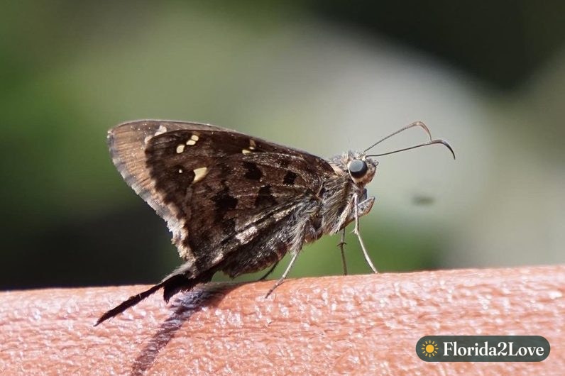Mariposa Dorantes de cola larga