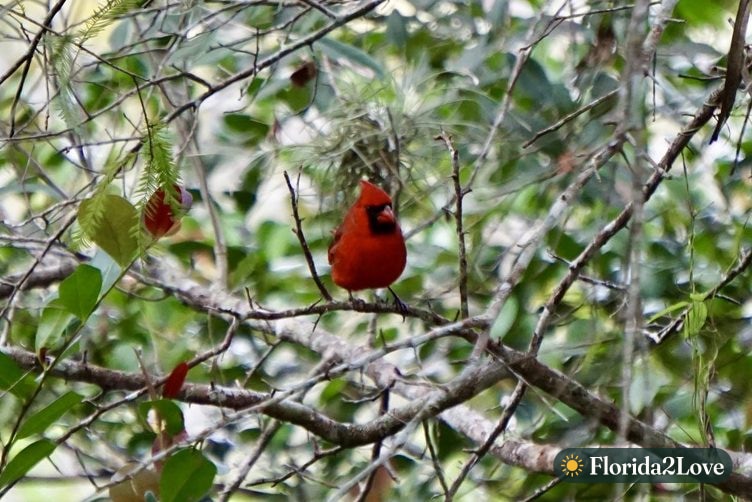 Cardenal norteño