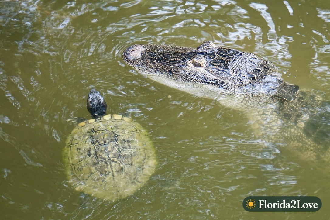 Caimán americano y tortuga de orejas rojas