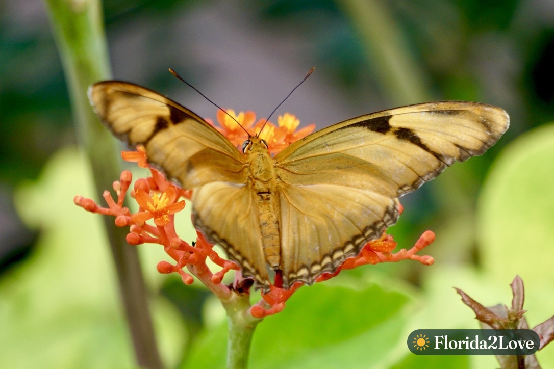 Mariposa Julia