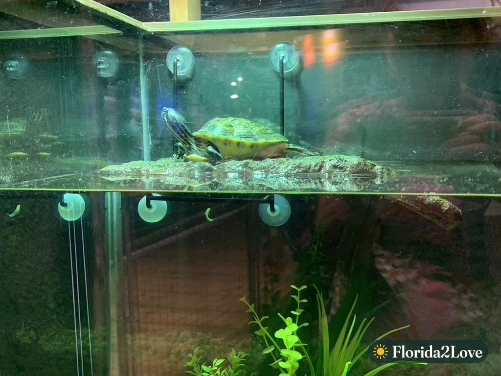 Tortuga de Cumberland