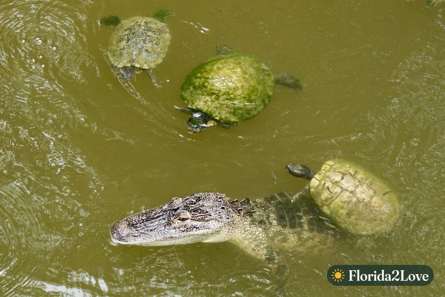 Caimán americano y tortugas de orejas rojas