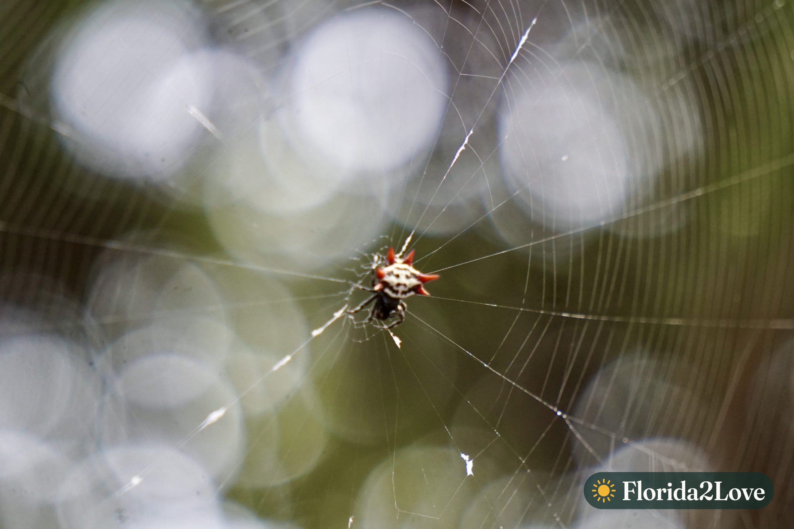 Araña espinosa tejedora de orbes