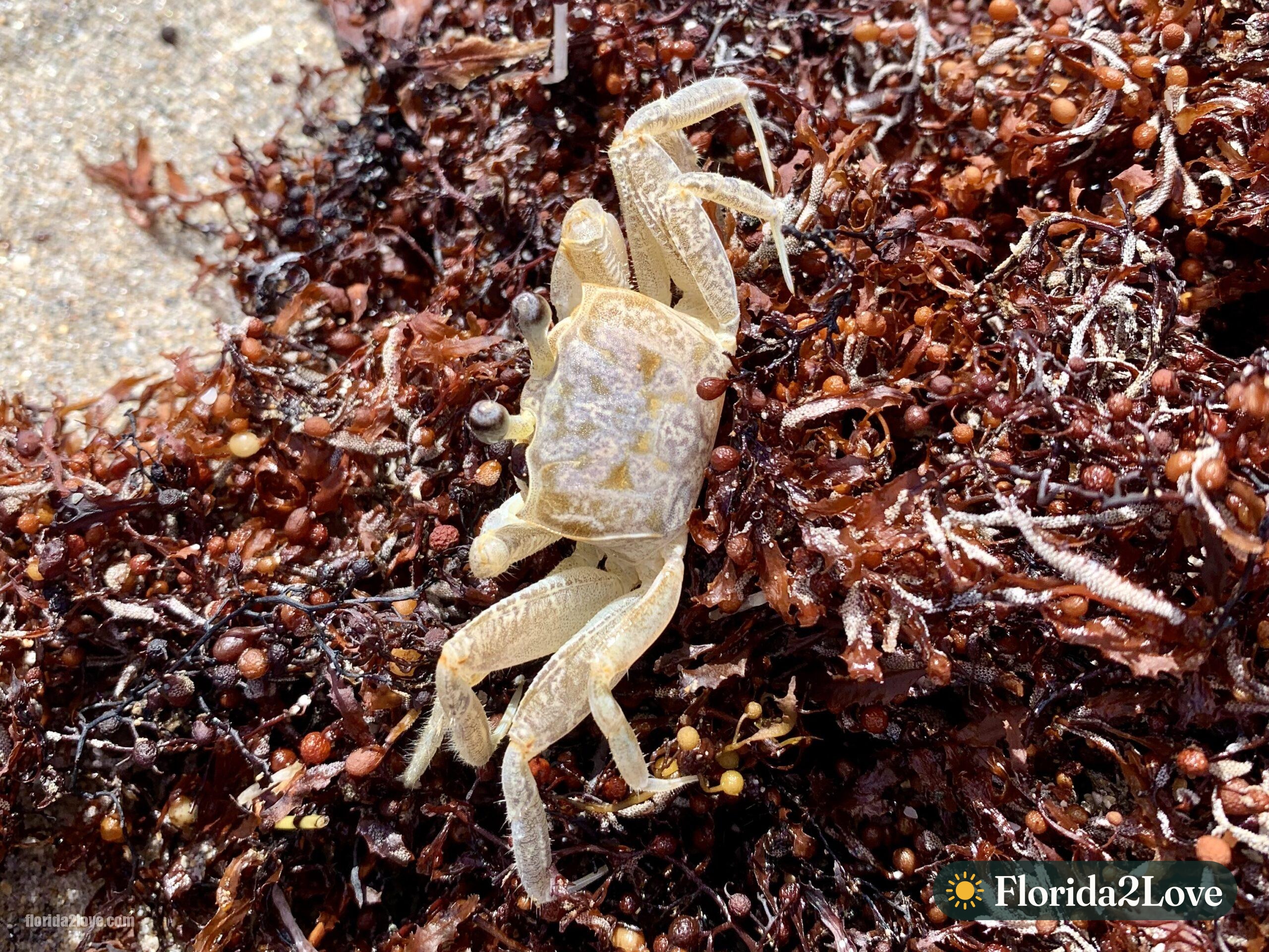 Cangrejo fantasma del Atlántico entre sargazo