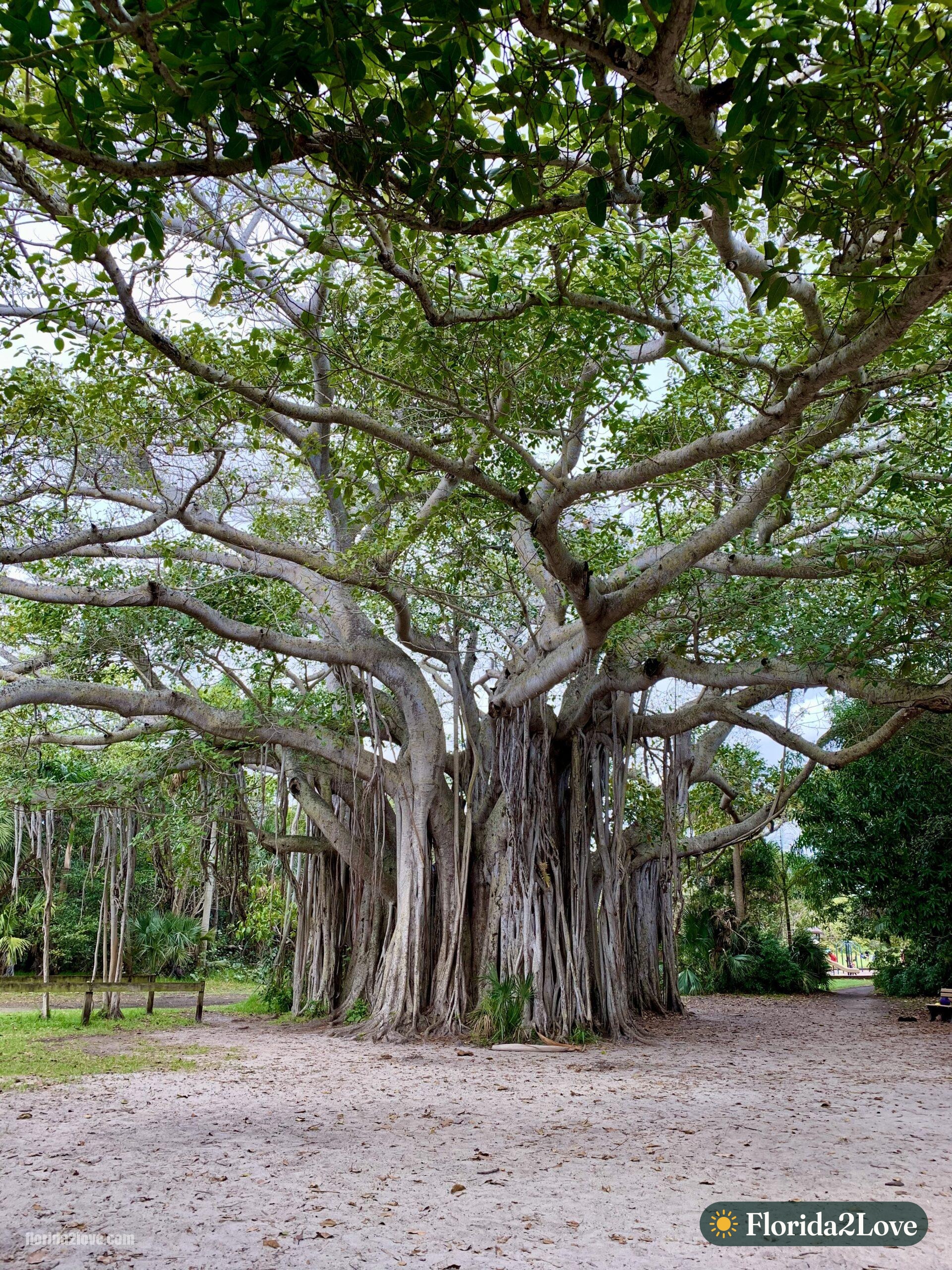 Baniano en el Parque Estatal Hugh Taylor Birch