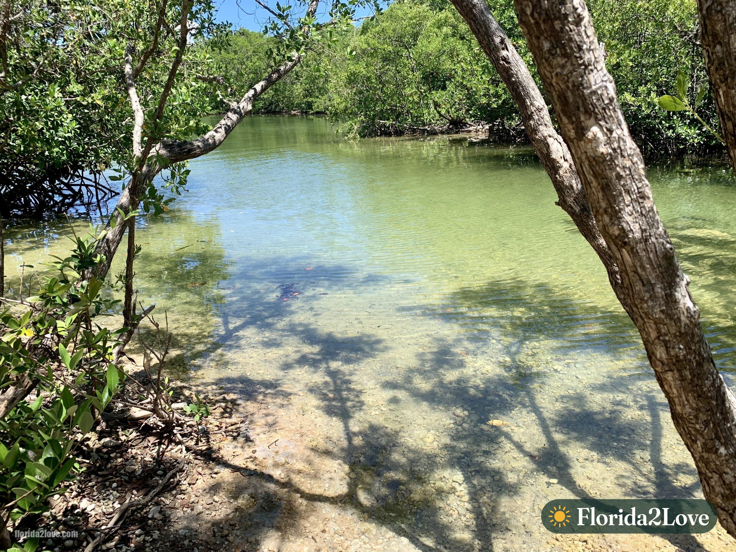 Manglar en el Parque Estatal Oleta River