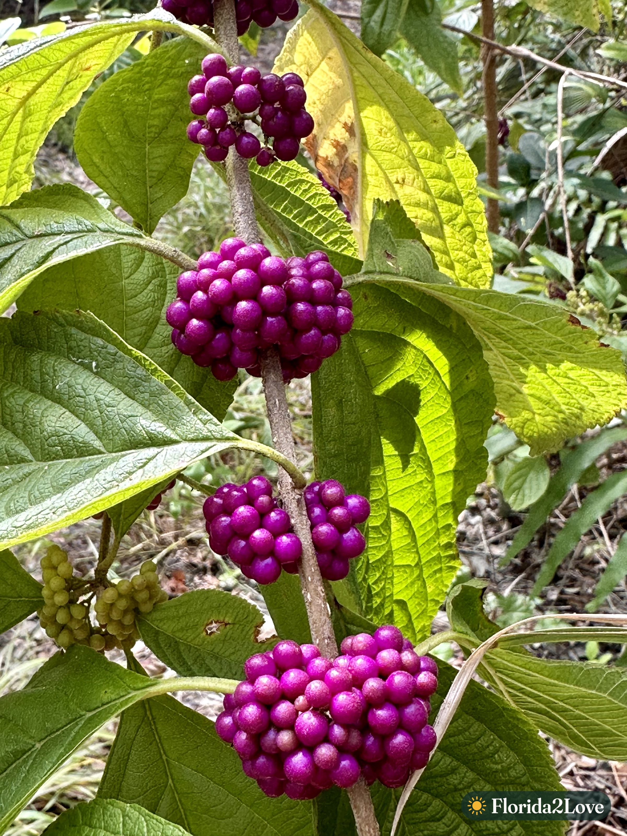 Beautyberry branch heavy with purple berry clusters against green foliage