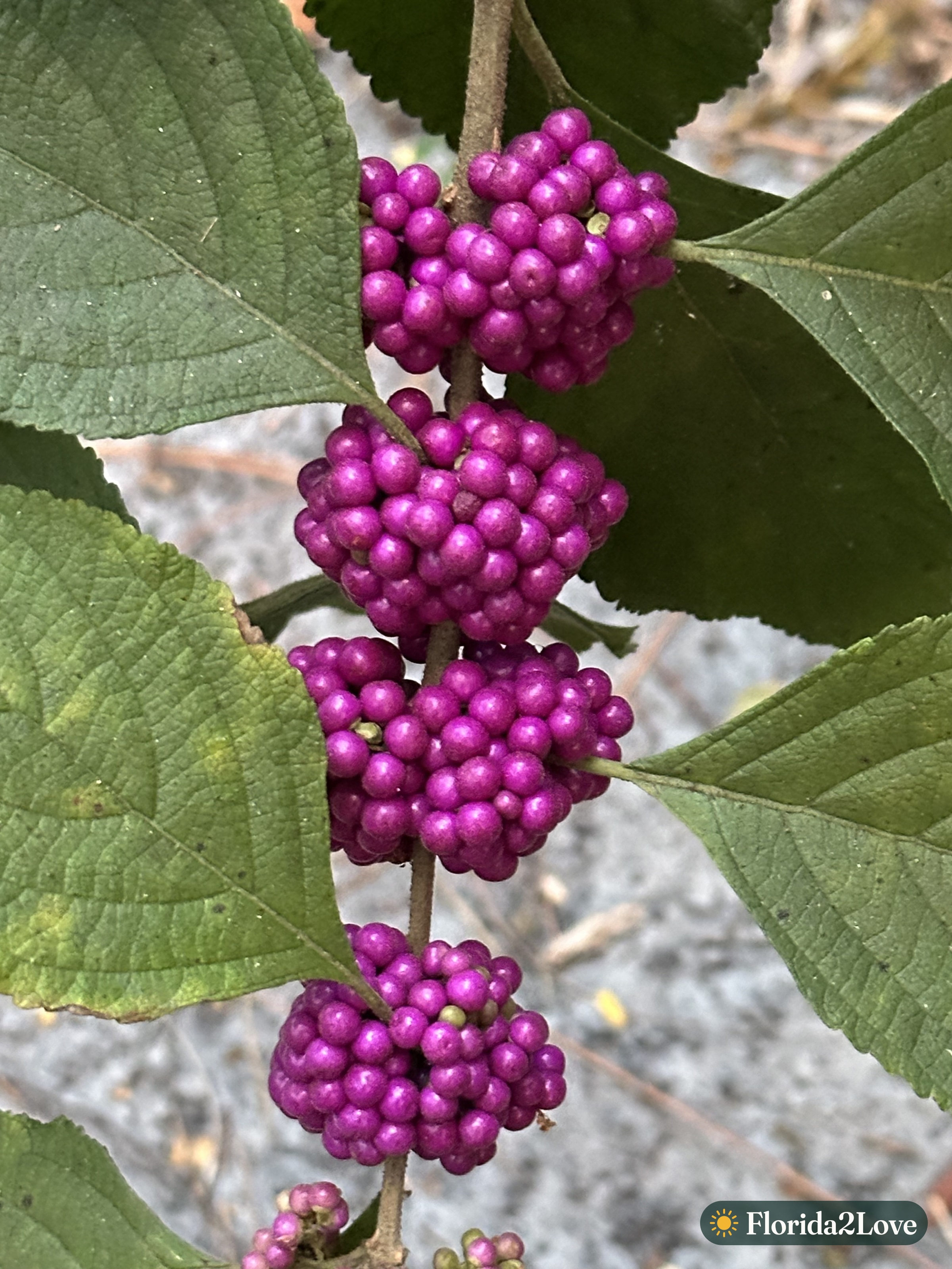 Close-up of dense purple Beautyberry clusters along a branch