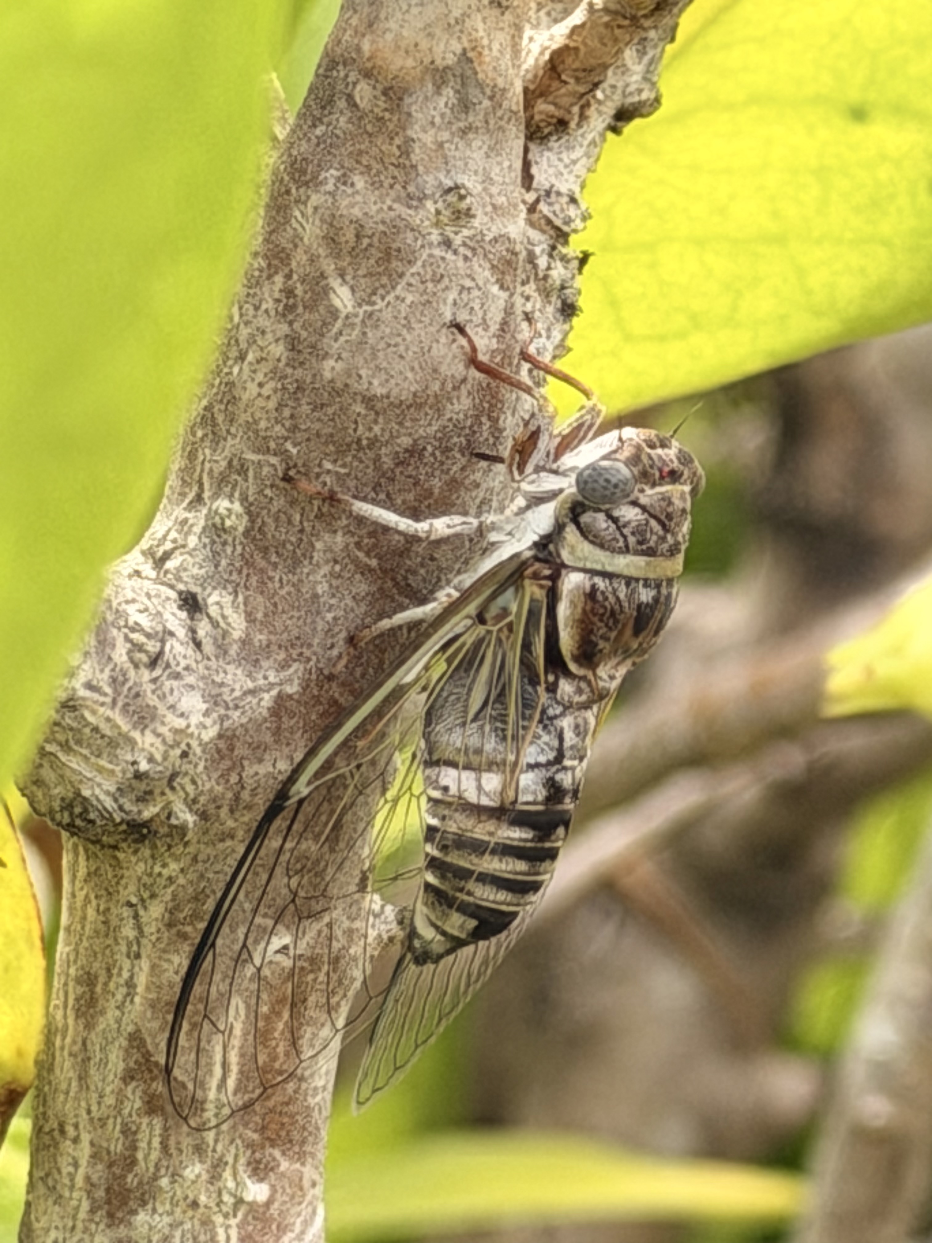 A cicada resting on tree bark in the dune scrub at a Boca Raton beach entrance
