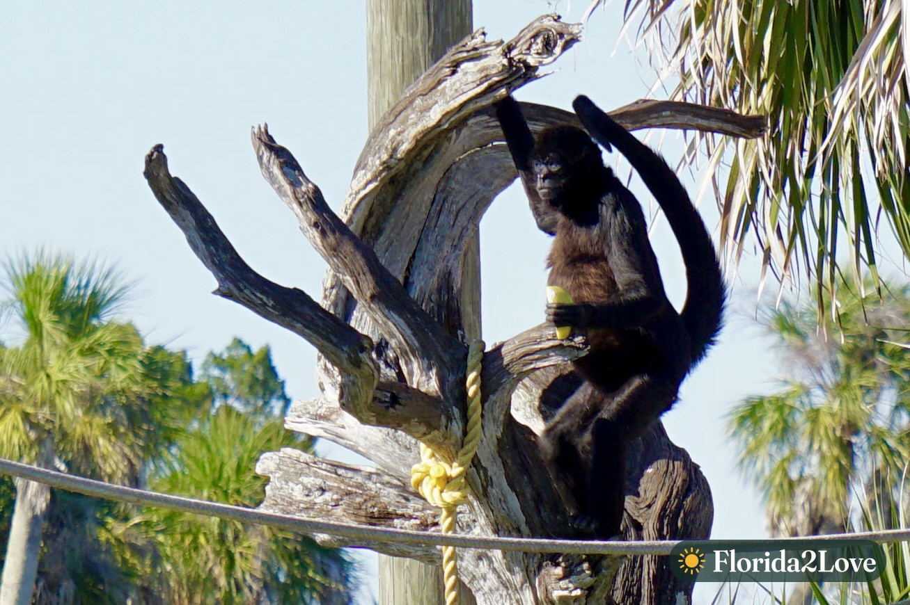 A spider monkey snacking on the island