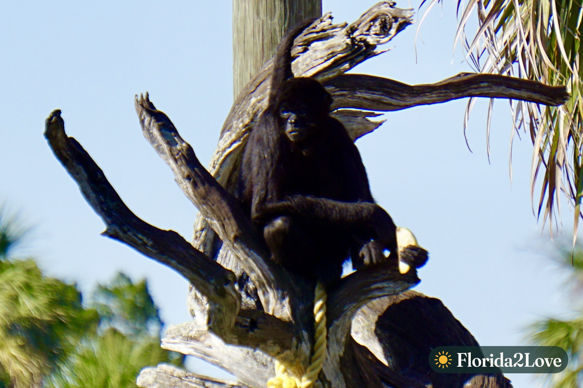 A spider monkey perched near the island's treehouse