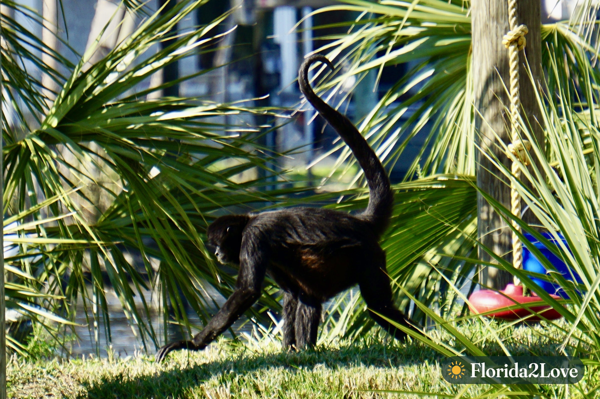 A monkey exploring the palms on the island
