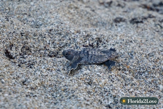 A sea turtle hatchling on the sand