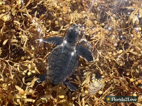 A sea turtle hatchling swimming through sargassum seaweed